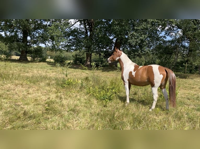 Pinto Horse Castrone 6 Anni 155 cm Pezzato in Seevetal