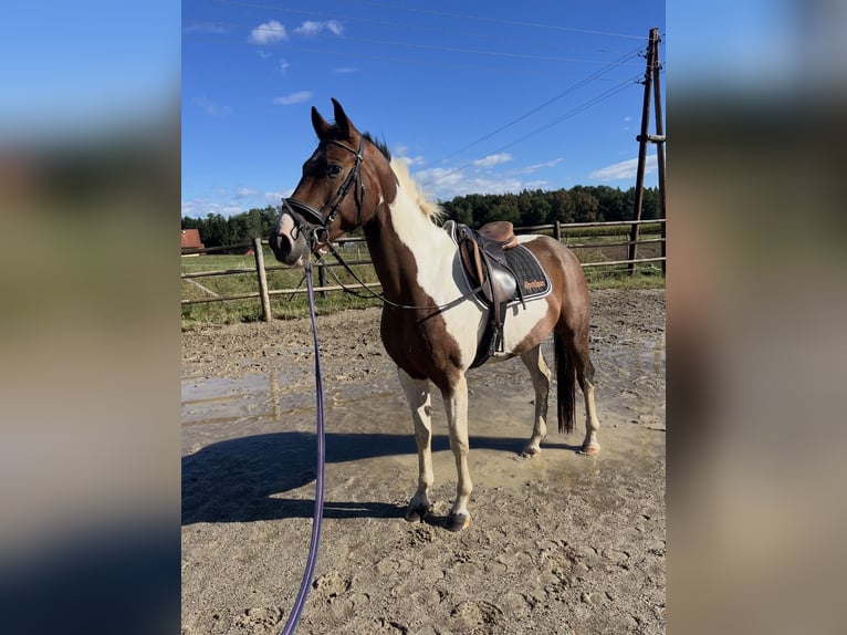 Pinto Horse Castrone 6 Anni 158 cm in Bad Schwanberg