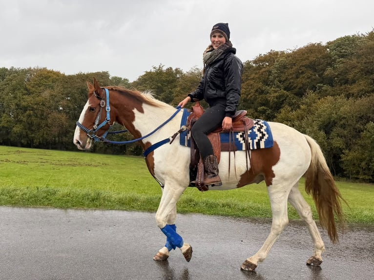 Pinto Horse Castrone 6 Anni 158 cm Pezzato in Linkenbach