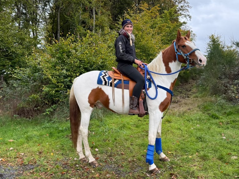 Pinto Horse Castrone 6 Anni 158 cm Pezzato in Linkenbach