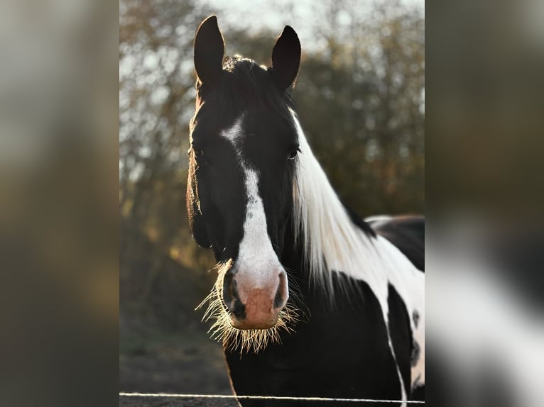 Pinto Horse Mix Castrone 6 Anni 160 cm Pezzato in Nordhausen