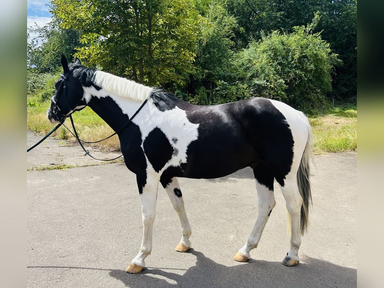 Pinto Horse Mix Castrone 6 Anni 160 cm Pezzato in Nordhausen