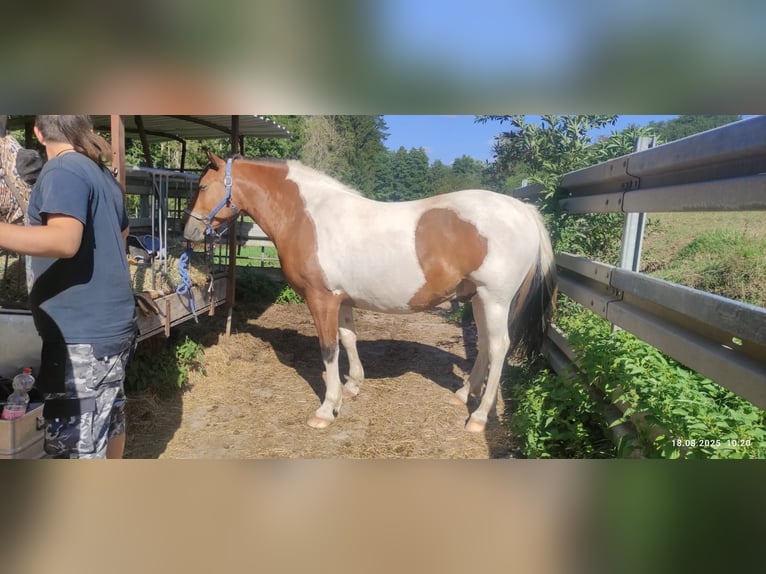 Pinto Horse Castrone 6 Anni Pezzato in Weitramsdorf