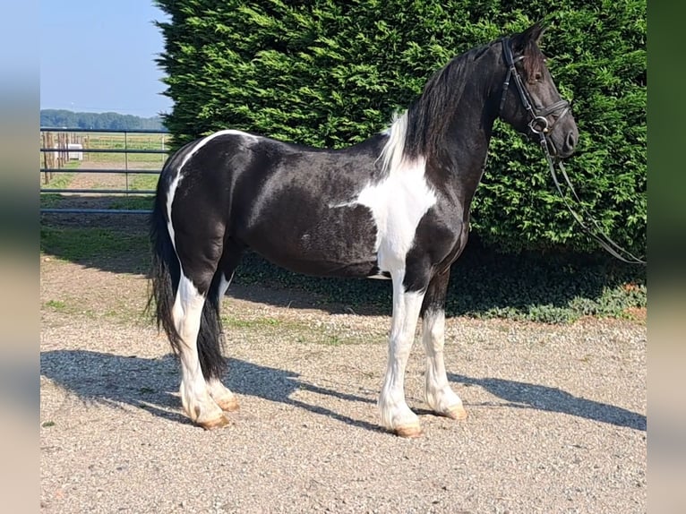 Pinto Horse Castrone 7 Anni 147 cm Pezzato in Oud Gastel