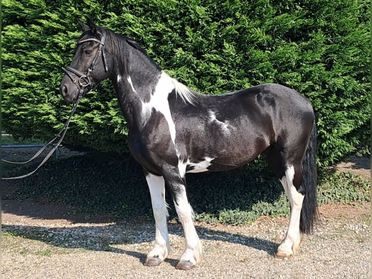 Pinto Horse Castrone 7 Anni 147 cm Pezzato in Oud Gastel