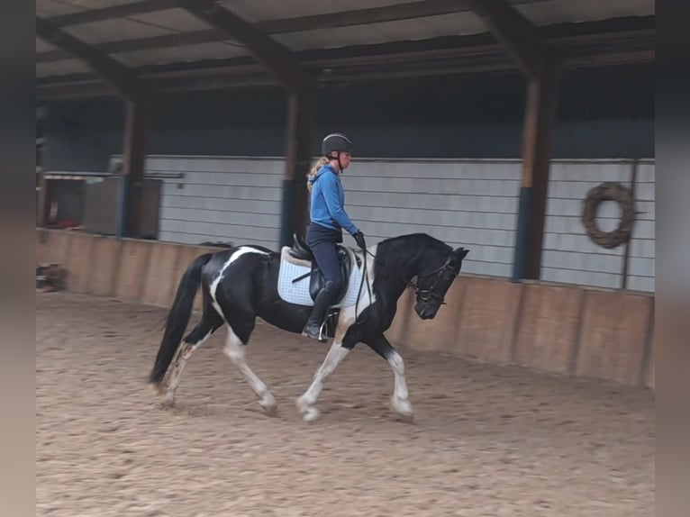 Pinto Horse Castrone 7 Anni 147 cm Pezzato in Oud Gastel