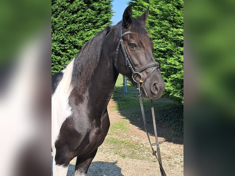 Pinto Horse Castrone 7 Anni 147 cm Pezzato in Oud Gastel