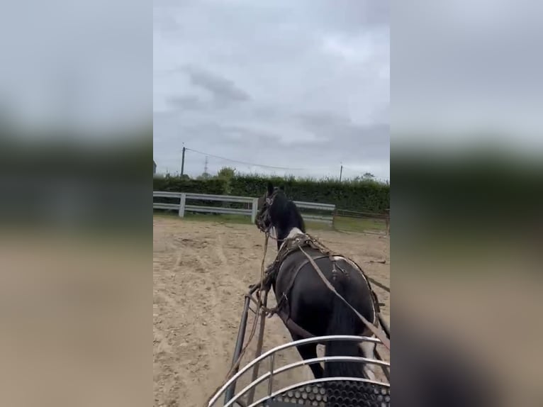 Pinto Horse Castrone 7 Anni 147 cm Pezzato in Oud Gastel