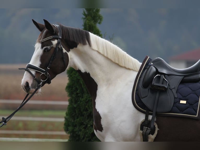 Pinto Horse Castrone 7 Anni 170 cm Pezzato in St Marein bei Graz