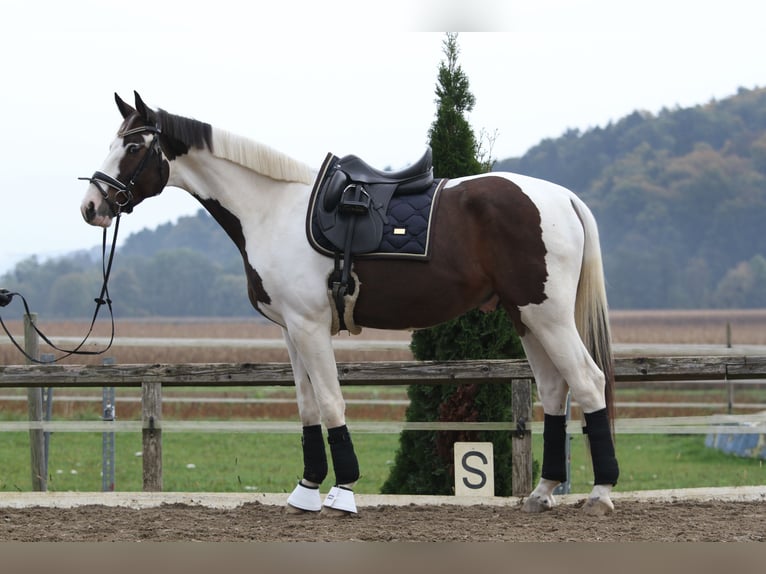 Pinto Horse Castrone 7 Anni 170 cm Pezzato in St Marein bei Graz
