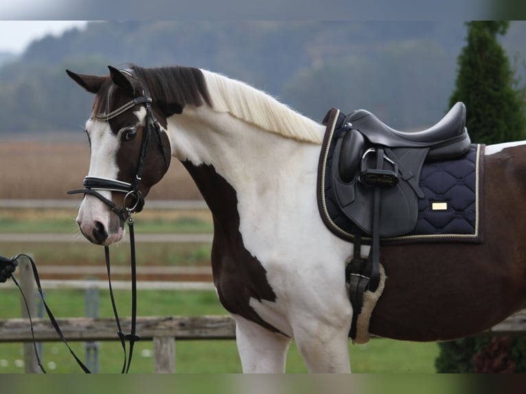 Pinto Horse Castrone 7 Anni 170 cm Pezzato in St Marein bei Graz