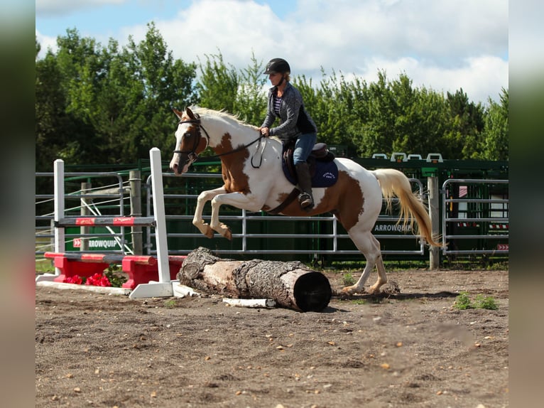 Pinto Horse Castrone 7 Anni Pezzato in Athens
