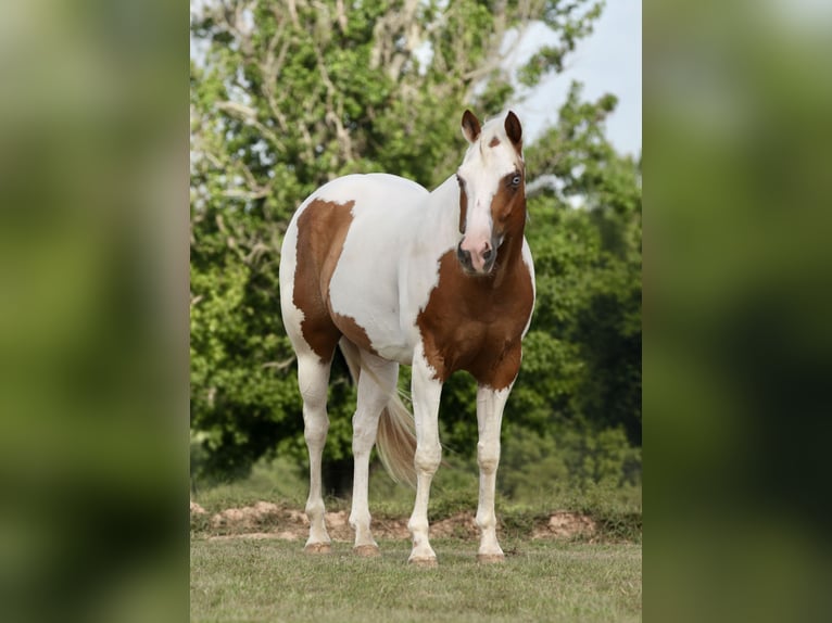 Pinto Horse Castrone 7 Anni Pezzato in Athens