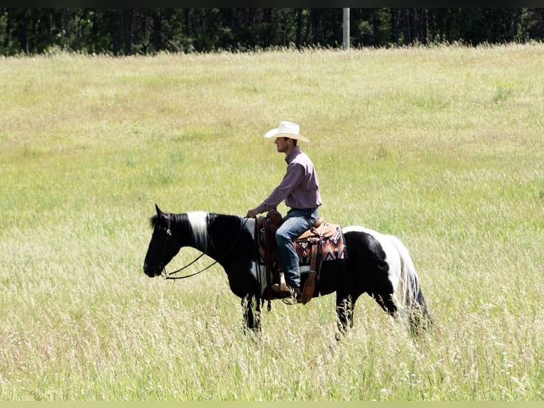 Pinto Horse Castrone 7 Anni Tobiano-tutti i colori in Nevis, MN