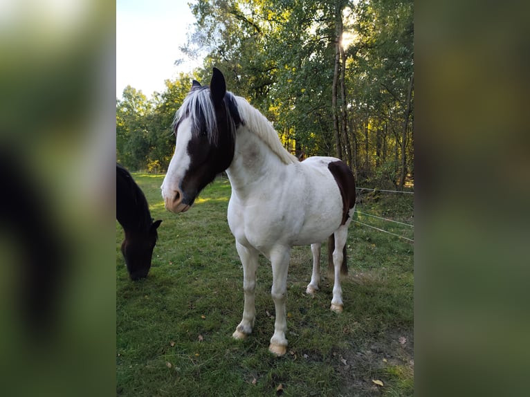 Pinto Horse Castrone 8 Anni 141 cm Pezzato in Wrestedt