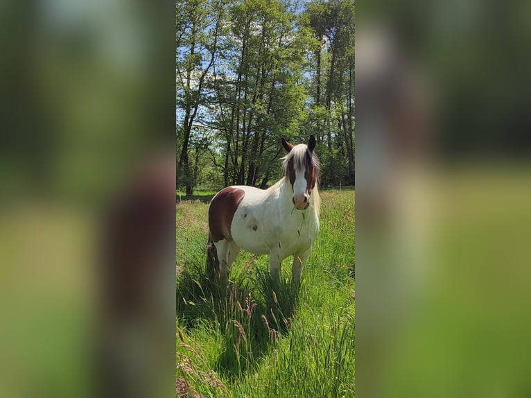 Pinto Horse Castrone 8 Anni 141 cm Pezzato in Wrestedt