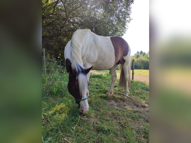 Pinto Horse Castrone 8 Anni 141 cm Pezzato in Wrestedt