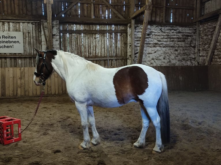 Pinto Horse Castrone 8 Anni 141 cm Pezzato in Wrestedt