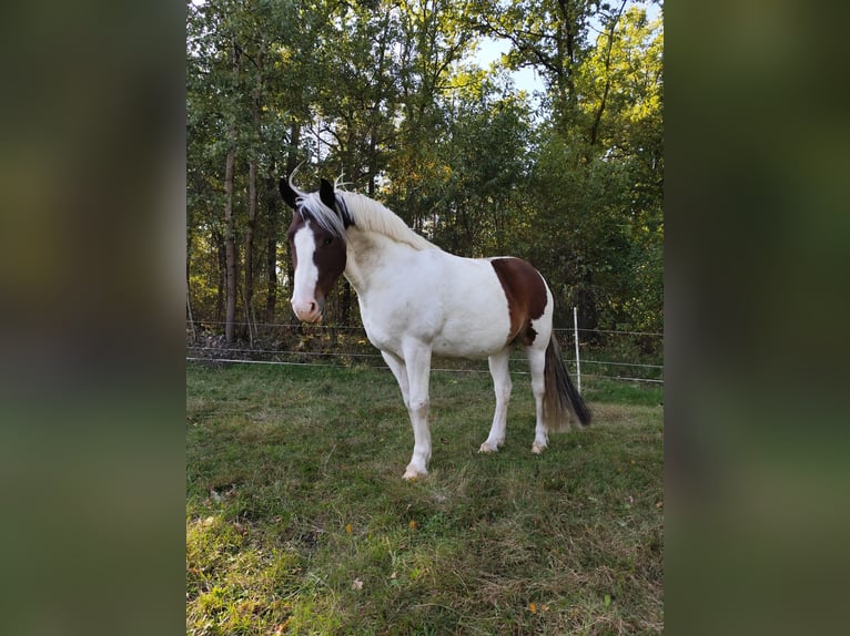 Pinto Horse Castrone 8 Anni 141 cm Pezzato in Wrestedt