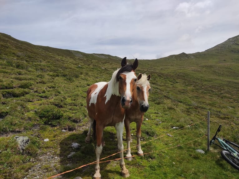 Pinto Horse Mix Castrone 8 Anni 150 cm in Gallzein