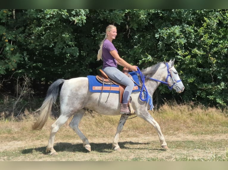 Pinto Horse Castrone 8 Anni 152 cm Pezzato in Linkenbach