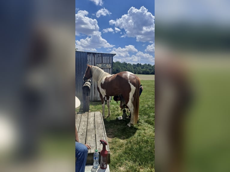 Pinto Horse Mix Castrone 8 Anni 152 cm Sauro scuro in Lagro, IN