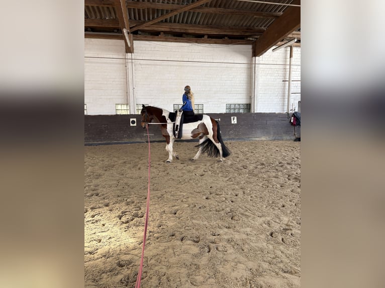 Pinto Horse Mix Castrone 8 Anni 158 cm Pezzato in SeevetalSeevetal
