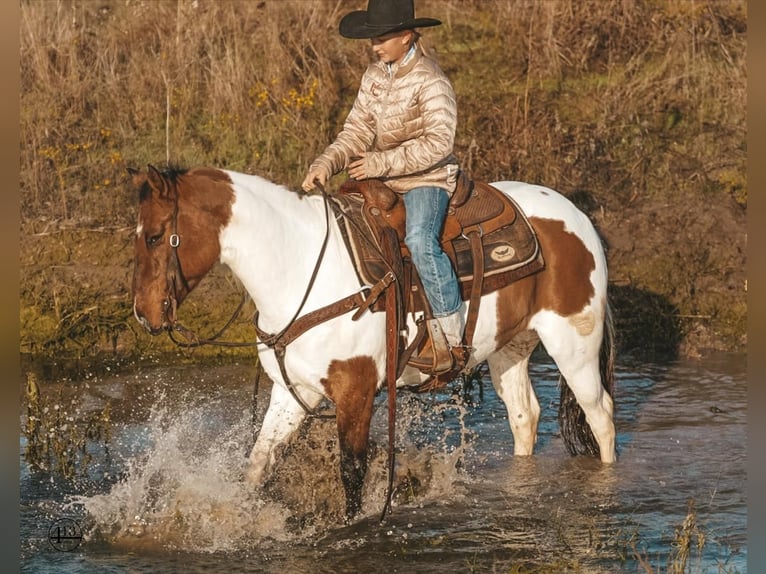 Pinto Horse Castrone 9 Anni 145 cm Pezzato in Weatherford
