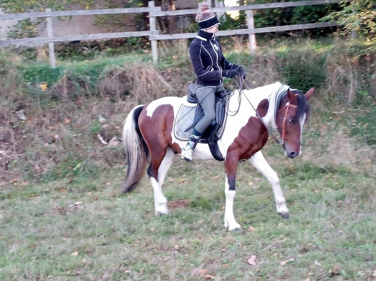 Pinto Horse Castrone 9 Anni 147 cm Pezzato in Prackenbach