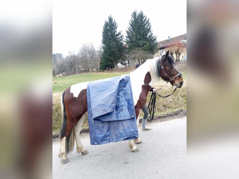 Pinto Horse Castrone 9 Anni 147 cm Pezzato in Prackenbach