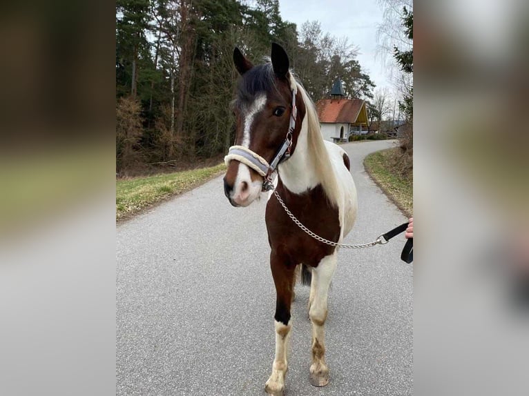 Pinto Horse Castrone 9 Anni 147 cm Pezzato in Prackenbach