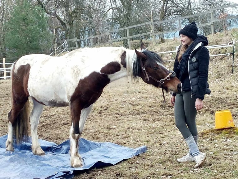 Pinto Horse Castrone 9 Anni 147 cm Pezzato in Prackenbach