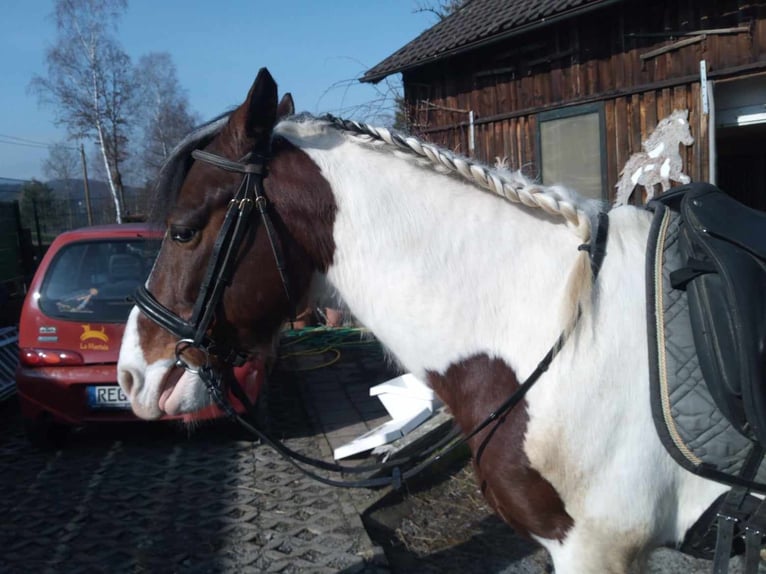 Pinto Horse Castrone 9 Anni 147 cm Pezzato in Prackenbach