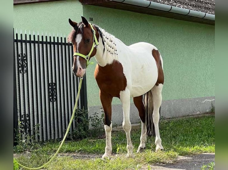 Pinto Horse Castrone 9 Anni 147 cm Pezzato in Prackenbach