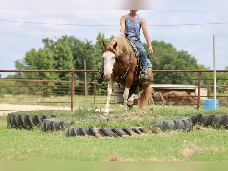 Pinto Horse Mix Castrone 9 Anni 152 cm Pezzato in Athens