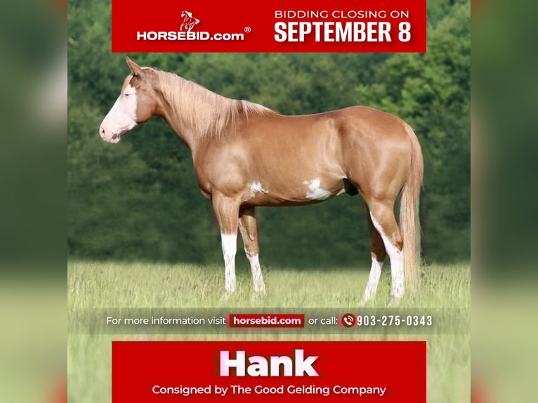 Pinto Horse Mix Castrone 9 Anni 152 cm Pezzato in Athens