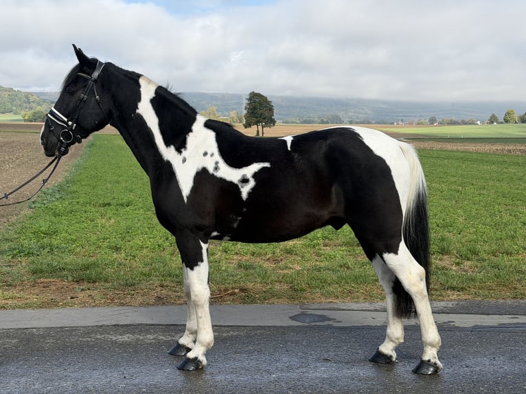 Pinto Horse Mix Castrone 9 Anni 157 cm Pezzato in Riedlingen