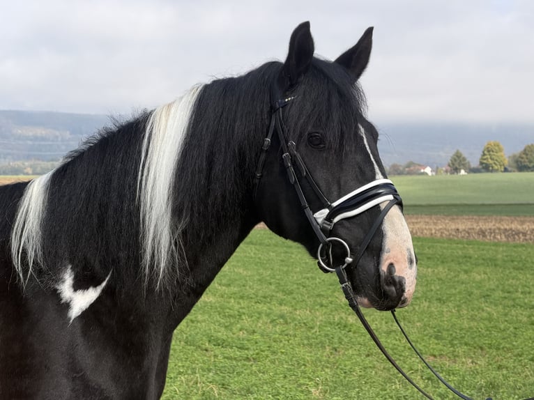 Pinto Horse Mix Castrone 9 Anni 157 cm Pezzato in Riedlingen