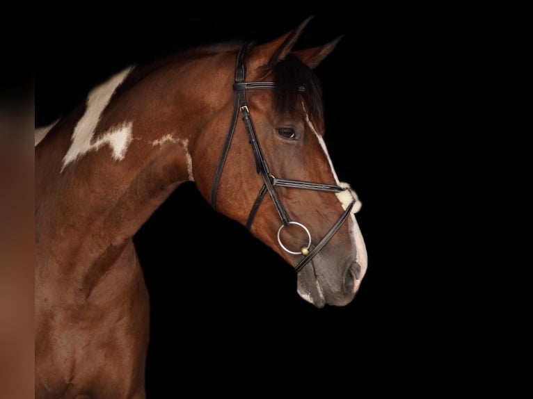 Pinto Horse Mix Castrone 9 Anni 165 cm Pezzato in Franzensdorf