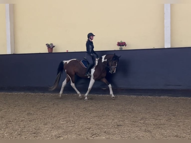 Pinto Horse Mix Castrone 9 Anni 165 cm Pezzato in Franzensdorf