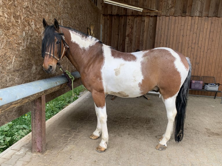 Pinto Horse Mix Castrone 9 Anni 165 cm Tobiano-tutti i colori in Calw