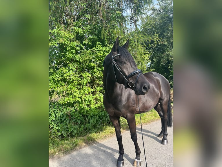 Pinto Horse Castrone 9 Anni 168 cm Morello in Leverkusen