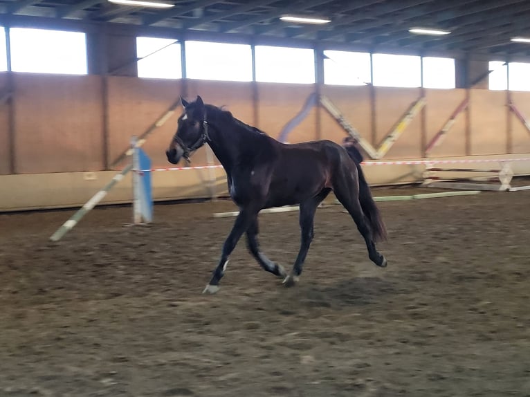 Pinto Horse Castrone 9 Anni 169 cm Baio scuro in Kapfenstein