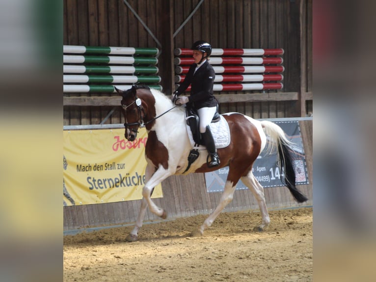 Pinto Horse Castrone 9 Anni 173 cm Pezzato in Leer (Ostfriesland)