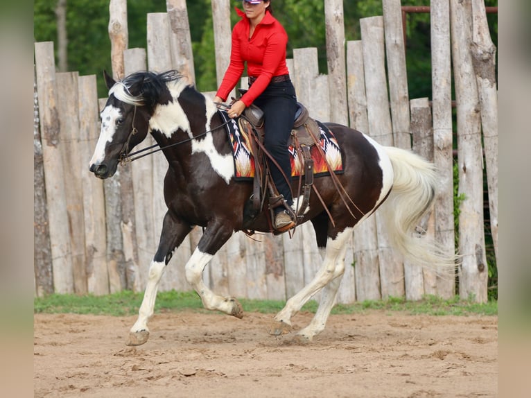 Pinto Horse Castrone 9 Anni Pezzato in Athens