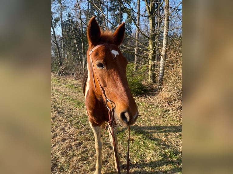Pinto Horse Mix Giumenta 10 Anni 149 cm Pezzato in Mettingen