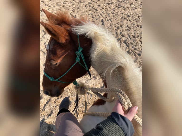 Pinto Horse Mix Giumenta 10 Anni 149 cm Pezzato in Mettingen