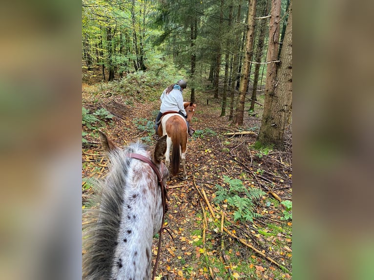 Pinto Horse Mix Giumenta 10 Anni 149 cm Pezzato in Mettingen
