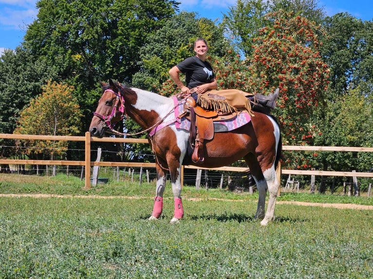 Pinto Horse Giumenta 10 Anni 150 cm Pezzato in Linkenbach