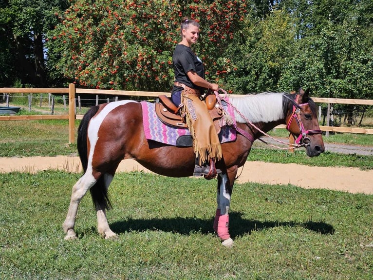 Pinto Horse Giumenta 10 Anni 150 cm Pezzato in Linkenbach